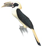 Mindoro Hornbill Illustration