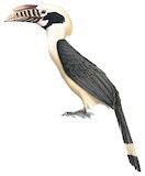 Luzon Hornbill Illustration