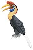 Knobbed Hornbill Illustration