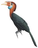 Sumba Hornbill Illustration