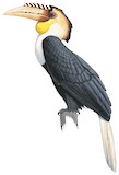 Plain-pouched Hornbill Illustration