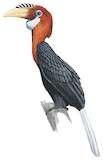 Narcondam Hornbill Illustration