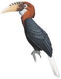 Blyth's Hornbill Illustration