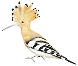 Eurasian Hoopoe Illustration