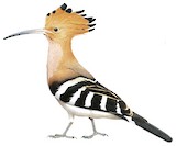 Madagascar Hoopoe Illustration