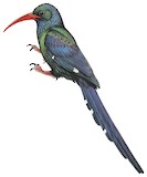 Green Wood Hoopoe Illustration