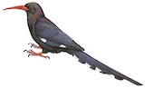 Violet Wood Hoopoe Illustration