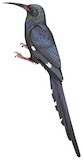 Black-billed Wood Hoopoe Illustration