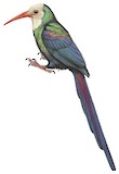 White-headed Wood Hoopoe Illustration