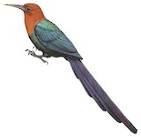 Forest Wood Hoopoe Illustration