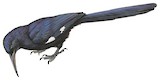 Black Scimitarbill Illustration