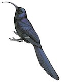 Common Scimitarbill Illustration