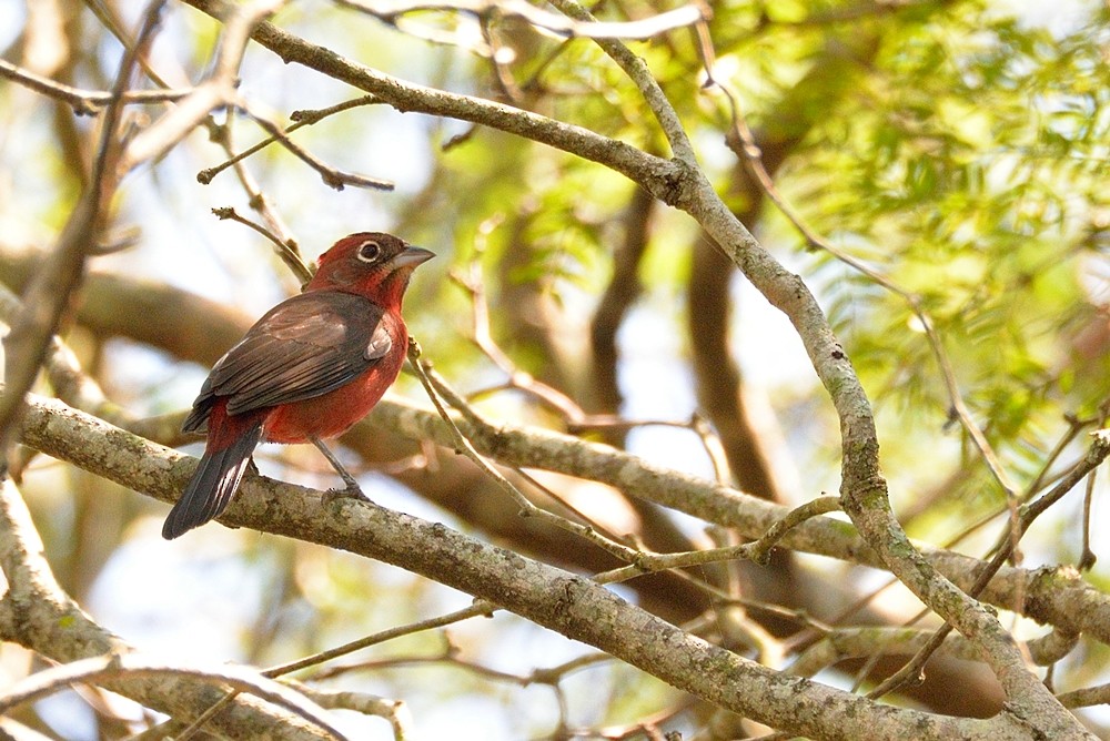 Red-crested Finch - Aníbal Domaniczky  CON CONA Caracara