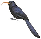 Abyssinian Scimitarbill Illustration