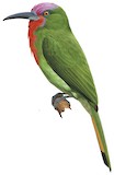 Red-bearded Bee-eater Illustration