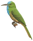 Blue-bearded Bee-eater Illustration