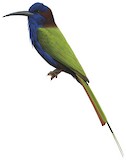 Purple-bearded Bee-eater Illustration