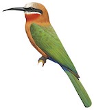 White-fronted Bee-eater Illustration