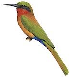 Red-throated Bee-eater Illustration