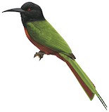 Black-headed Bee-eater Illustration