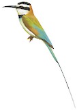 White-throated Bee-eater Illustration