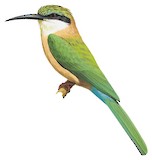 Somali Bee-eater Illustration