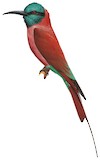 Northern Carmine Bee-eater Illustration