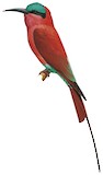 Southern Carmine Bee-eater Illustration