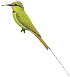 African Green Bee-eater Illustration