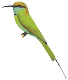 Asian Green Bee-eater Illustration