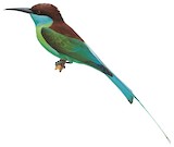 Blue-throated Bee-eater Illustration