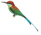 Rufous-crowned Bee-eater Illustration