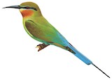 Blue-tailed Bee-eater Illustration