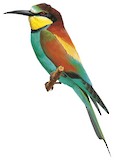 European Bee-eater Illustration