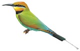 Rainbow Bee-eater Illustration