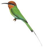 Böhm's Bee-eater Illustration