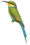 Swallow-tailed Bee-eater Illustration