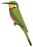 Cinnamon-chested Bee-eater Illustration