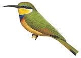 Blue-breasted Bee-eater Illustration