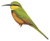 Little Bee-eater Illustration