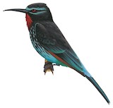 Black Bee-eater Illustration