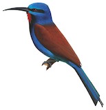 Blue-moustached Bee-eater Illustration