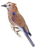 Purple Roller Illustration