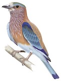 Indian Roller Illustration