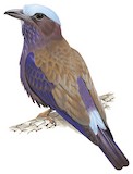 Purple-winged Roller Illustration