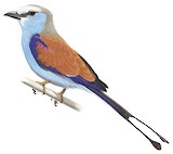 Racket-tailed Roller Illustration