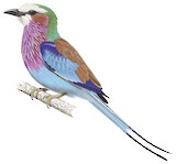 Lilac-breasted Roller Illustration