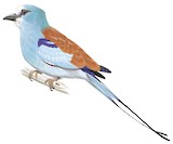 Abyssinian Roller Illustration