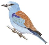 European Roller Illustration