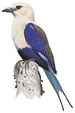 Blue-bellied Roller Illustration